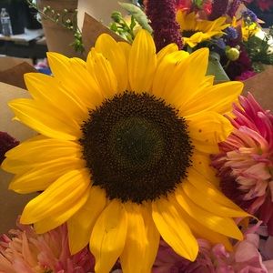 Meet your Posher, Dana